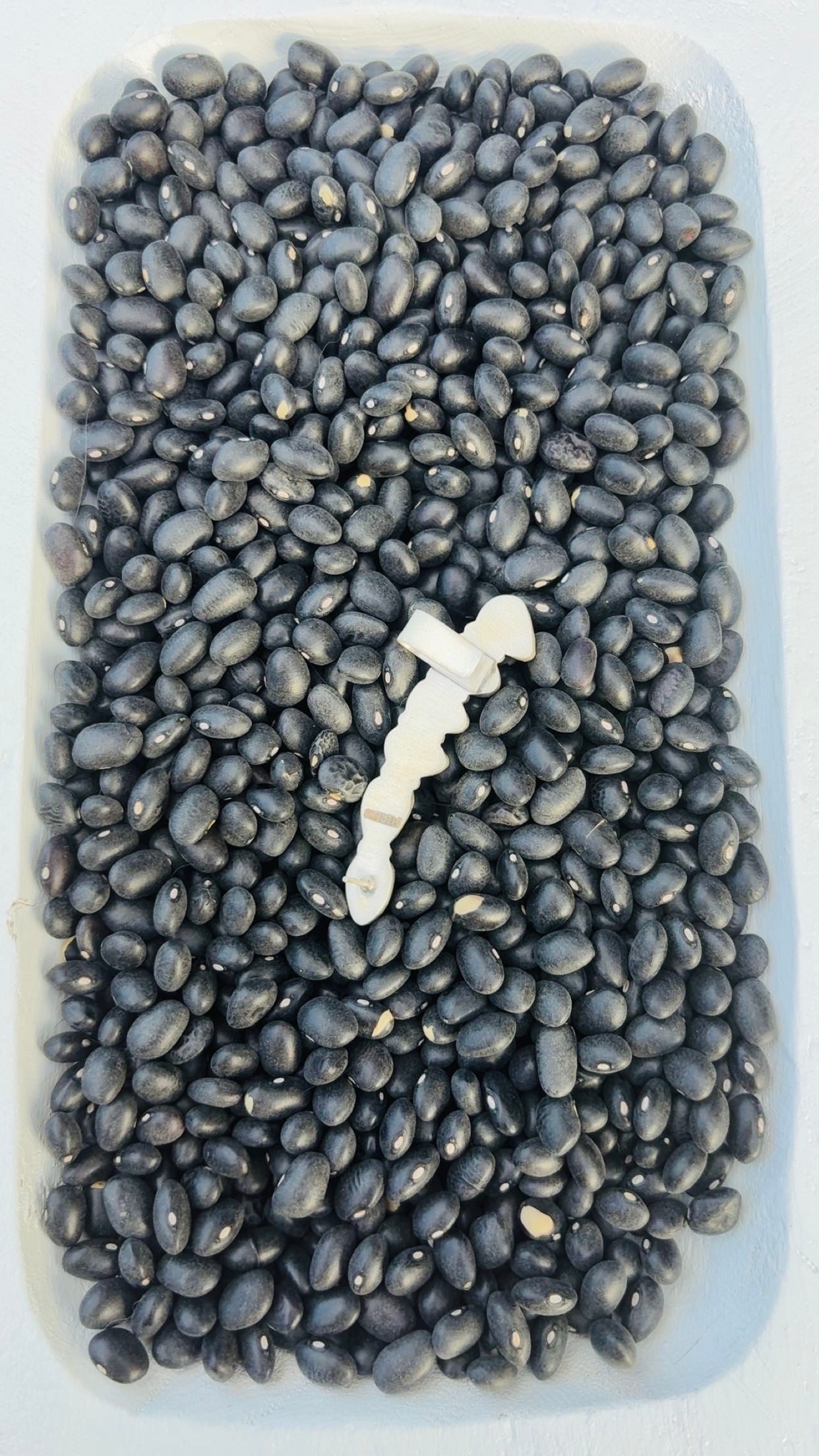 SONORAN HEARTS DROP: Sterling Silver 925 Sonoran Gold Pieces